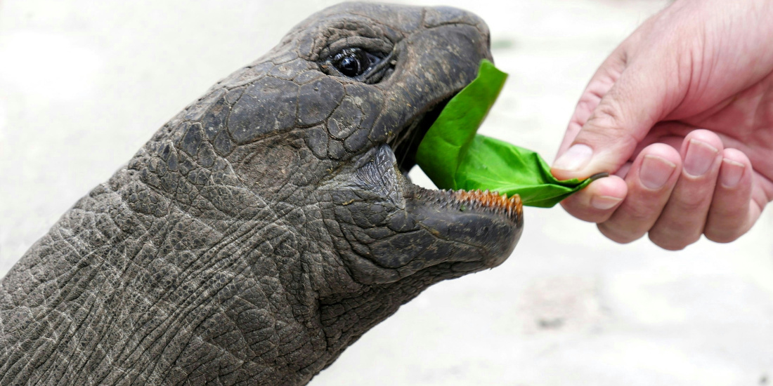 A human hand feeds a turtle with a green leaf.