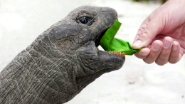 A human hand feeds a turtle with a green leaf.